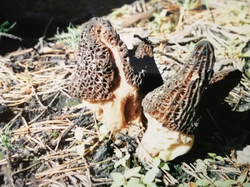 Сморчок конический