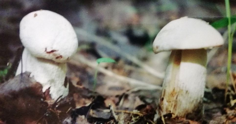 Подосиновик белый