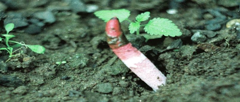 Мутинус Равенеля