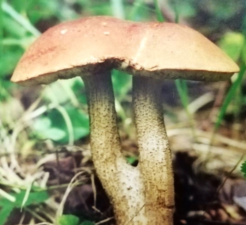 Подосиновик красный