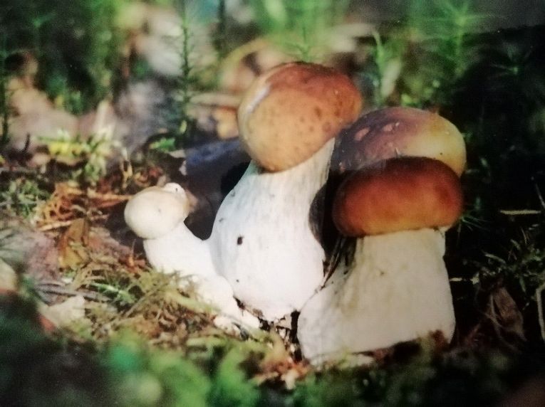 Белый гриб еловый