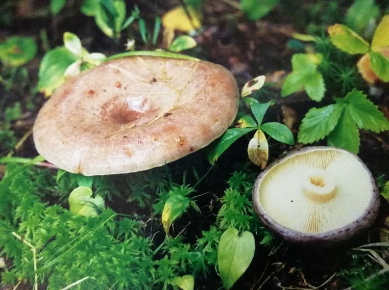 Гладыш (Млечник обыкновенный)